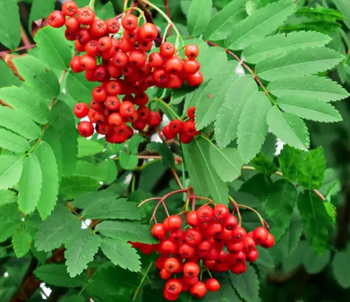 Close-up of clustered red berries on a Rowan tree with green leaves