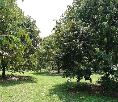 Durian tree bearing fruit in a green field with other trees in the background