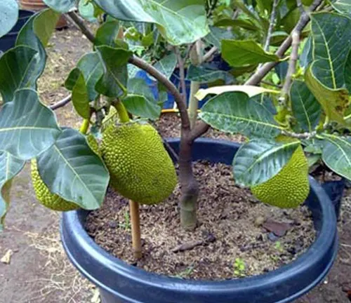Jackfruit tree with fruit and leaves