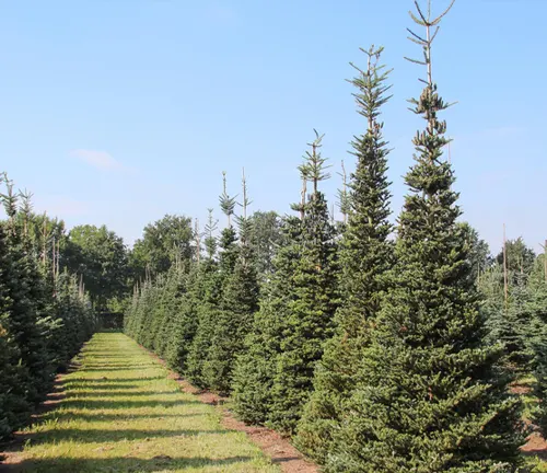 Row of Abies Procera trees in a field with a clear blue sky in the background