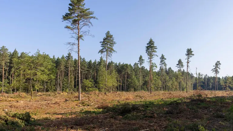Forest with trees cut down for timber harvesting