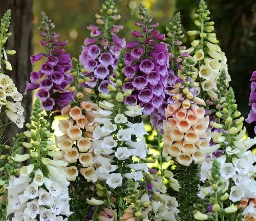 Close-up of colorful Foxglove flowers in a garden