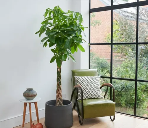Living room with a green patterned armchair and a potted plant near a large window.