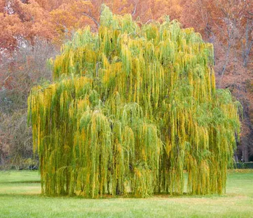 Weeping Willow
(Salix babylonica)