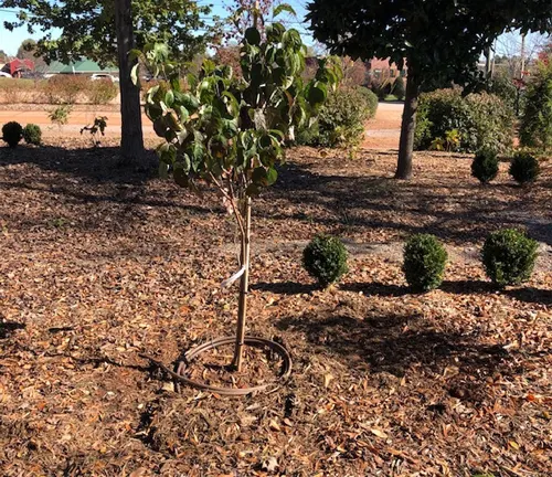 Dogwood Tree