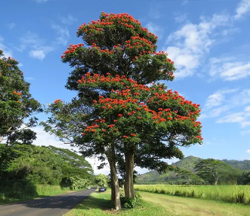 Tree with red flowers in a green landscape with a road and mountains in the background