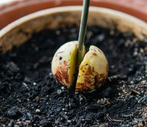 Avocado Tree