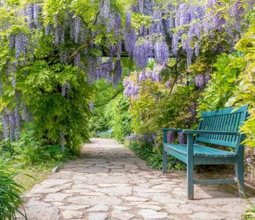 Wisteria Tree