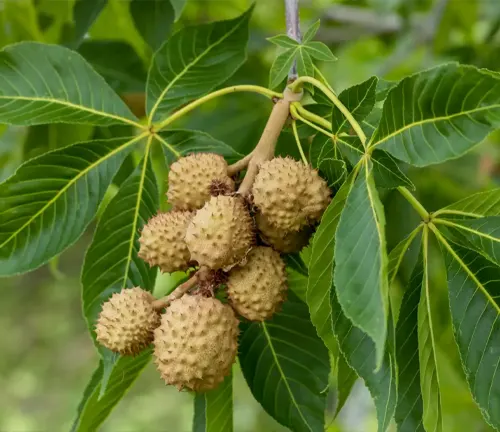 Ohio Buckeye
(Aesculus glabra)