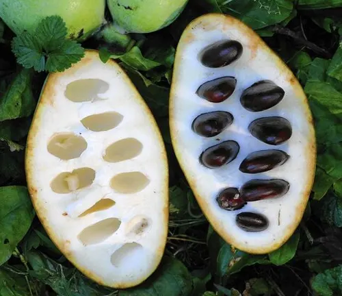 Sliced fruit with seeds on a bed of leaves.