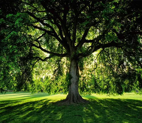 Large elm tree with sprawling branches in a park during the day.