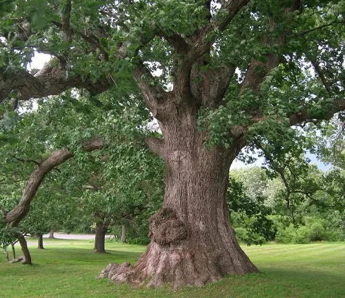 White Oak
(Quercus alba)