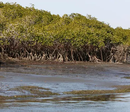 Mangrove trees on a muddy shore with water in the foreground.