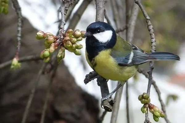 Great Tit bird perched on a branch with budding leaves