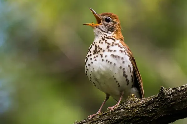 A singing Wood Thrush bird perched on a tree branch, surrounded by green foliage