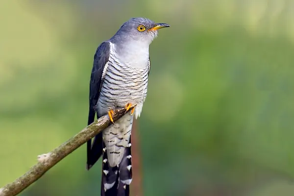 Common Cuckoo bird perched on a branch with a green background