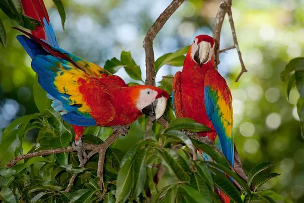 Two Scarlet Macaws perched on a tree branch with green foliage in the background