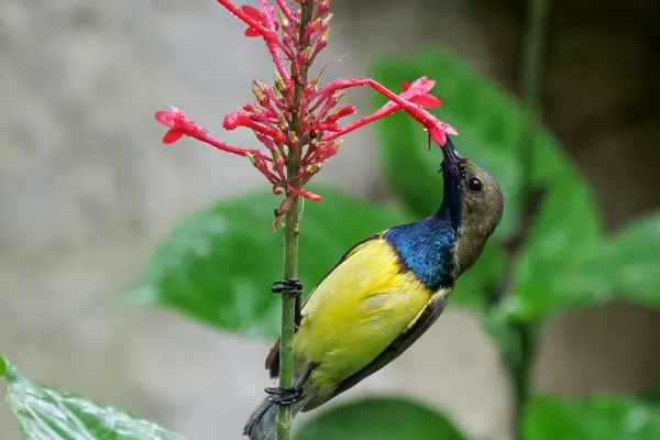 Olive-Backed Sunbird perched on a red flower stem, drinking nectar
