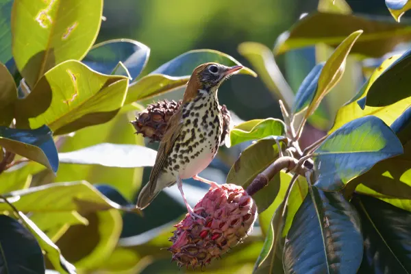 A Wood Thrush bird with a spotted chest perched on a branch adorned with green leaves and pink flowers