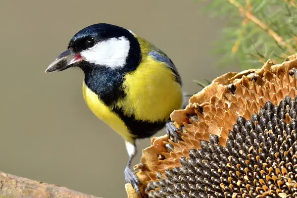 Great Tit bird perched on a sunflower seed head