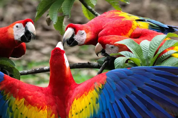 Three Scarlet Macaws on a branch, one showcasing its vibrant blue wings