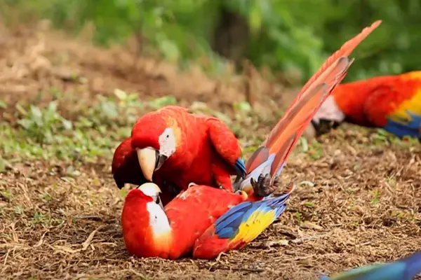 Two Scarlet Macaws playing on the ground, wings spread in a forest setting