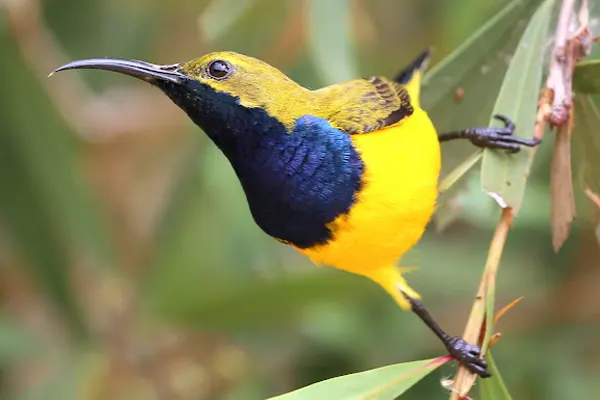 Olive-Backed Sunbird perched on a branch with green leaves