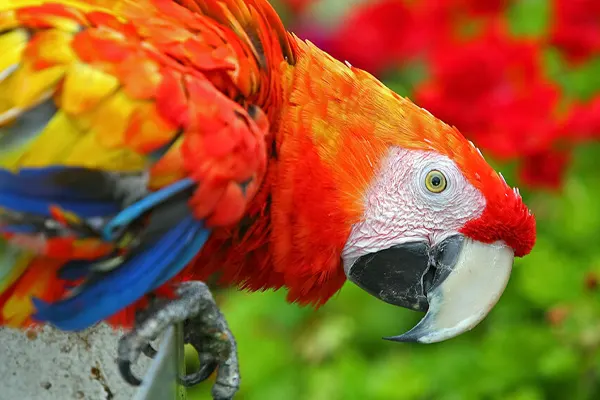 Close up of a Scarlet Macaw with vibrant red, yellow, and blue feathers