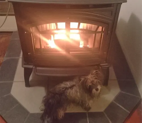 Dog lying in front of a lit fireplace.