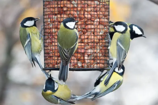 Four Great Tit birds on a bird feeder