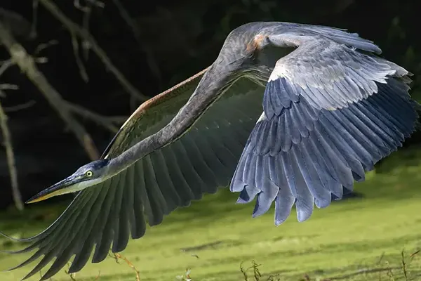 Grey Heron in flight over green landscape