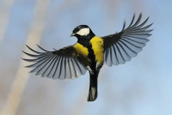 Great Tit bird in flight with wings spread against a blue sky with white clouds