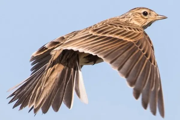 A Wood Thrush bird in flight, wings spread, against a clear blue sky