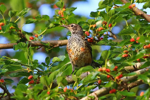 A Wood Thrush bird with a speckled breast perched on a branch adorned with green leaves and red chili
