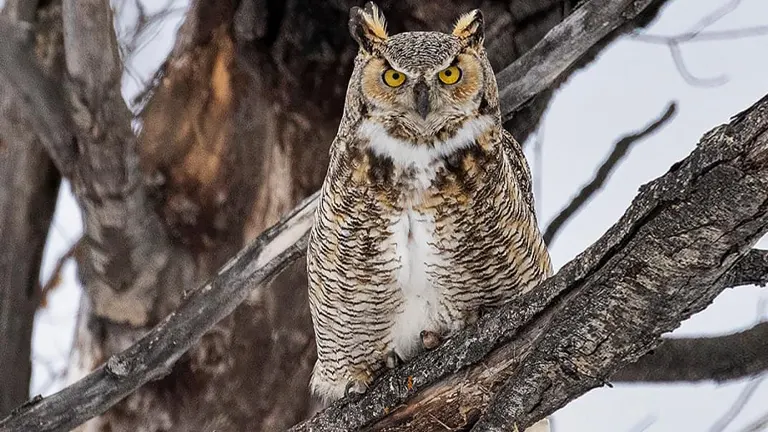 Great Horned Owl