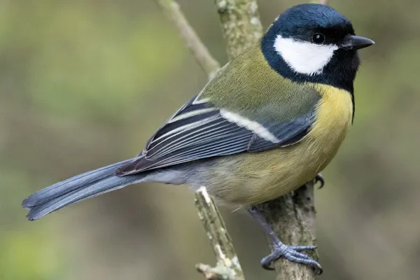Great Tit bird perched on a branch with green foliage in the background