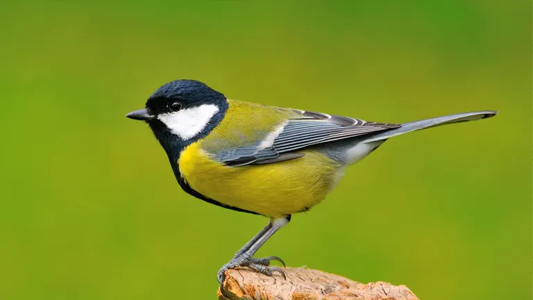 Close up of a great tit bird standing on a sloping green twig of