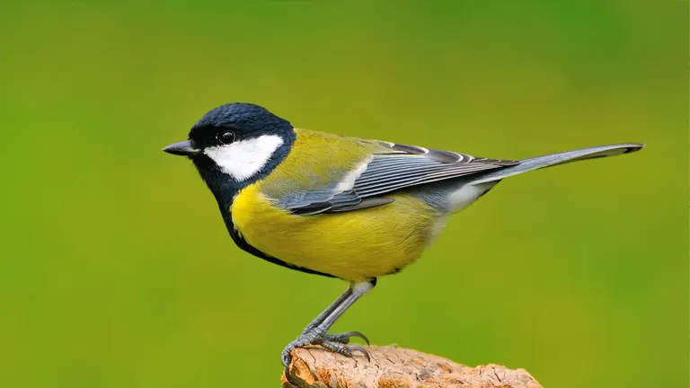 Great Tit Bird