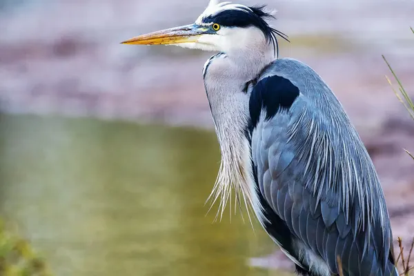 Grey Heron standing near water, its head turned to the side