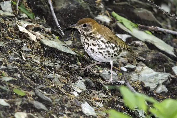 A Wood Thrush bird with a spotted belly standing on the ground surrounded by leaves and twigs