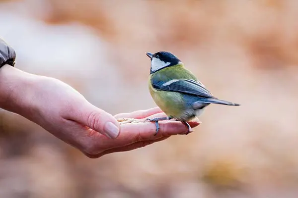 Great Tit bird eating seeds from a person’s hand