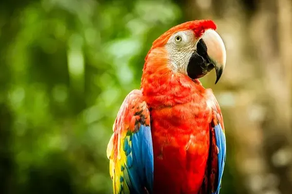 Close-Up of Scarlet Macaw with Head Turned to the Side