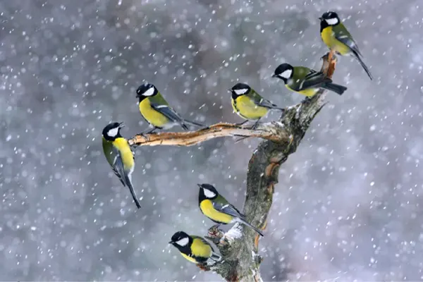 Group of Great Tits perched on a snowy tree branch.

