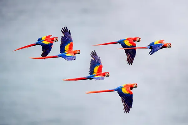 Five Scarlet Macaws Flying in Formation Against a Gray Sky