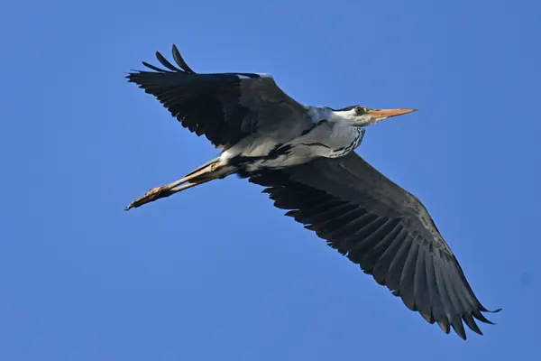 Grey Heron in flight against blue sky