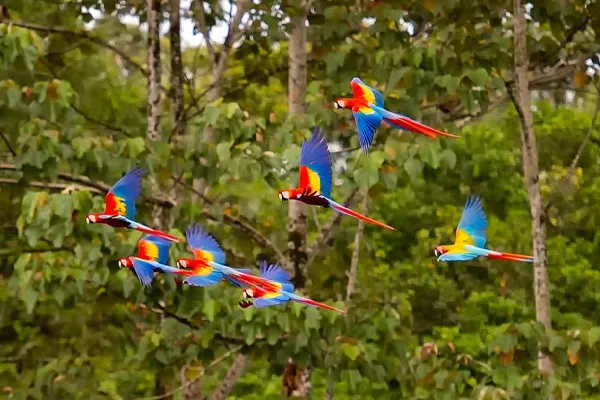 Four Scarlet Macaws Flying in a Forested Area