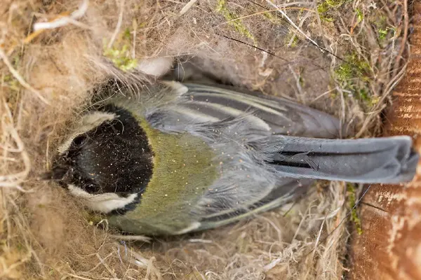 Great Tit bird resting in its nest