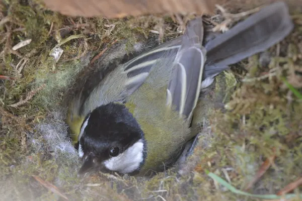 Great Tit bird in a moss and feather nest