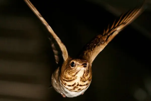 A Wood Thrush bird in flight, wings spread, against a dark background