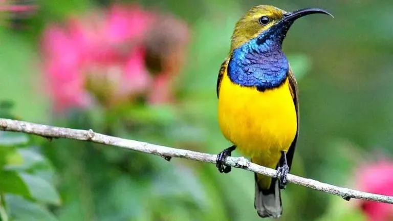 Olive-Backed Sunbird